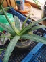 Лечебно Алое Вера и Дървовидно алое, снимка 9