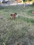 осиновяване на куче шпиц на 6м., снимка 4