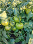 Разсад домати, снимка 1 - Разсади - 44611445