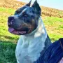 American Bully XL, снимка 14