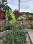 Бананова палма , снимка 1 - Градински цветя и растения - 44412960