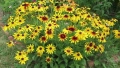 Рудбекия, снимка 1
