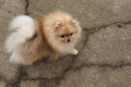 Миниатюрно момиченце померан с родословие FCI, снимка 10