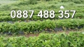 Продавам разсад ягоди , снимка 8