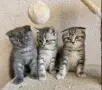 Клепоухи шотландски котета , снимка 4