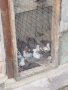 Гугутки и гълъби , снимка 10