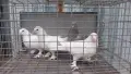 Мардини турски млади , снимка 2