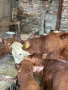 Продавам крави и телета, снимка 5
