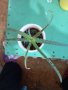 Алое арборесценс, снимка 1 - Стайни растения - 39091614