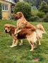 Голдън ретривър  момче родословен баща , снимка 13