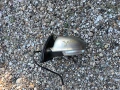 ляво огледало за фолксваген джета 05 - 10 VOLKSWAGEN JETTA, снимка 2