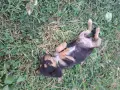 Adopt a puppy.4 кученца бяха изхвърлени !търсим осиновители, снимка 1