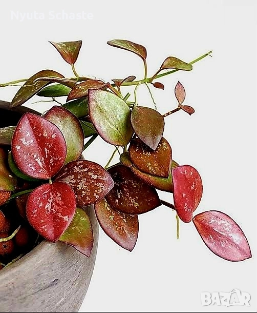 Hoya IR- 26 , снимка 1