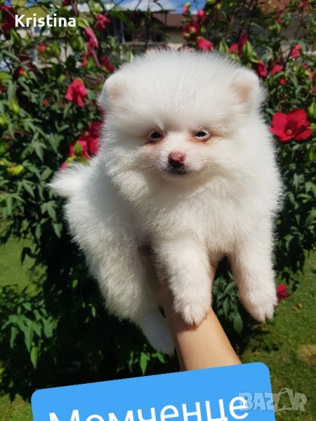Померан померани Гр. София, снимка 1