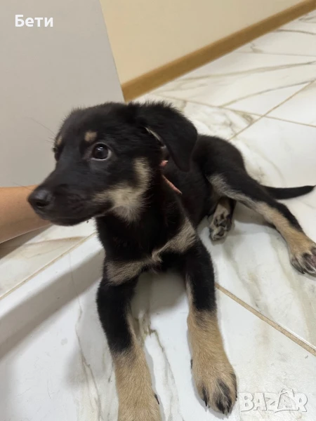 Подарявам Куче, снимка 1