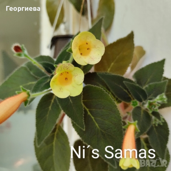 колерия растения и ризоми , снимка 1