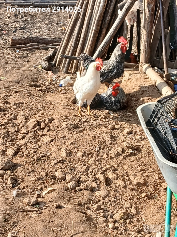 Петли, снимка 1