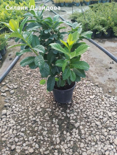 Лавровишня , снимка 1