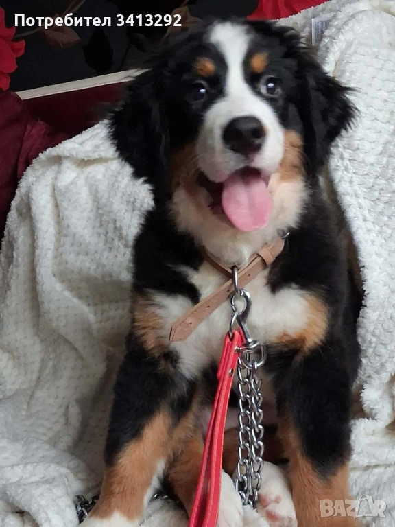 Бернски зененхунд / Швейцарска овчарка , снимка 1