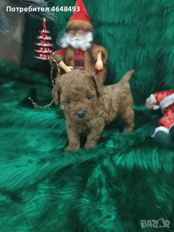 Той Пудел, снимка 1