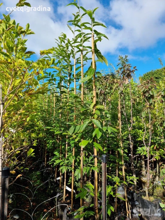 Castanea sativa – Ядлив кестен, снимка 1