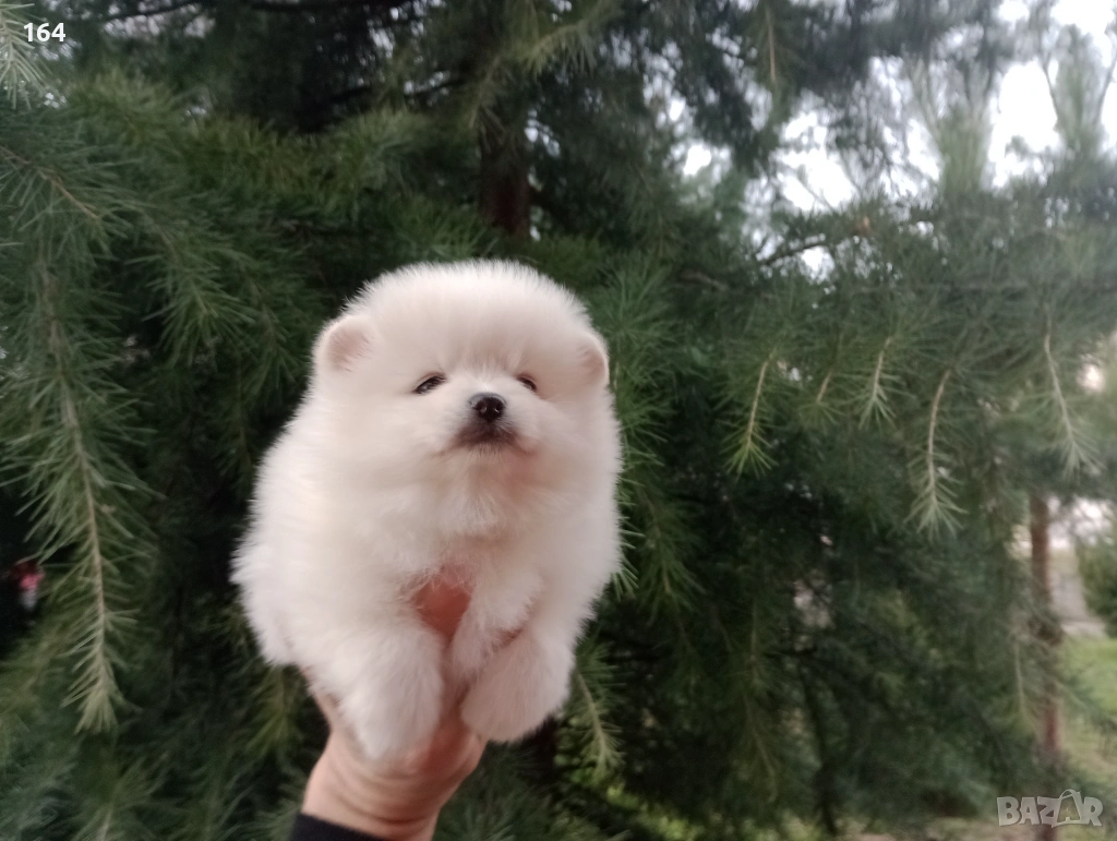 Момче и момиче. Бели Померани. Реални снимки от 05.01.26 г. , снимка 1