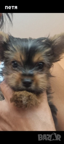 мини йорки , снимка 1