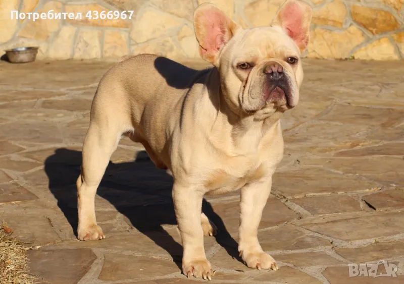 френски булдог  мъжки , снимка 1