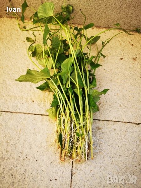 Разсад батати (сладки картофи) , снимка 1