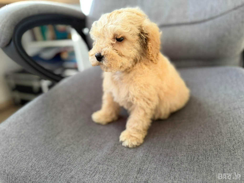 Мини Пудел Актуално от 20.01.2026, снимка 1