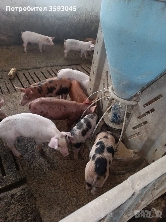 Продавам малки отбити прасета , снимка 1