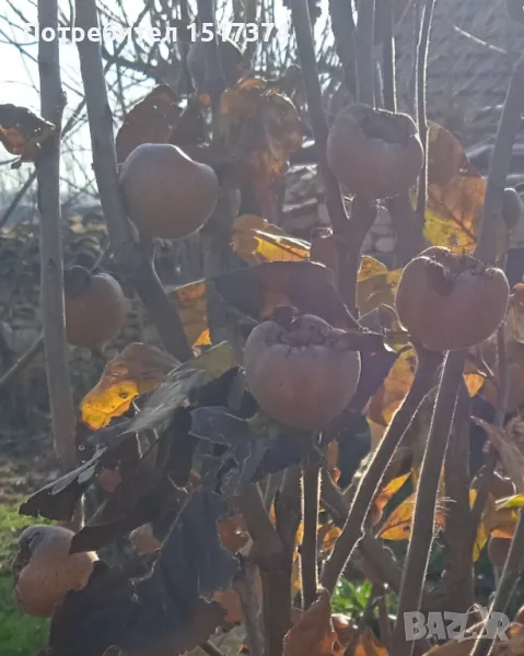 Дръвчета Безсеменна мушмула , снимка 1