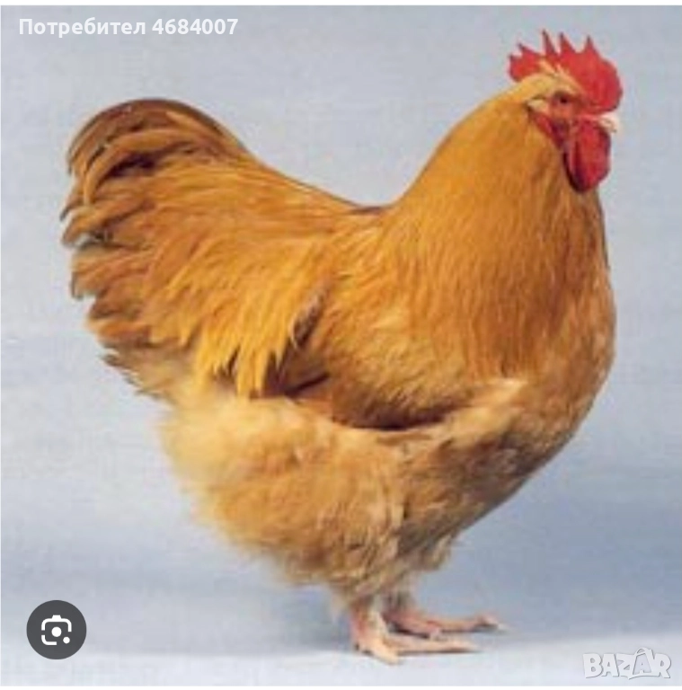 Търся жълт петел Орпингтон, снимка 1