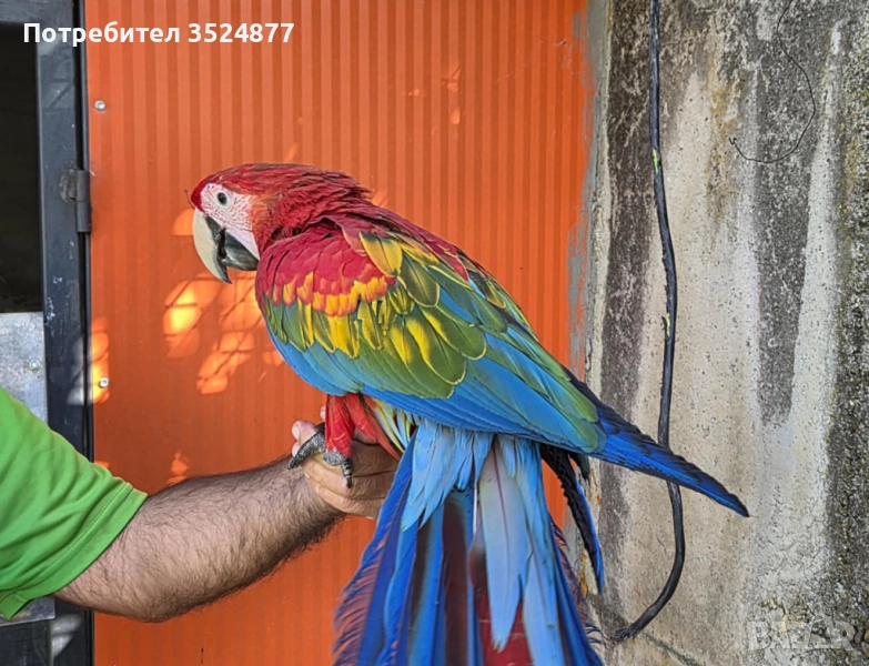 Папагал Ара Руби, снимка 1