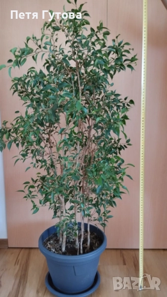 Продавам Фикус Бенджамин - 110 см., снимка 1