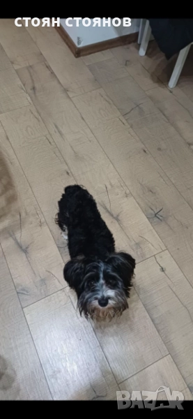 Продавам Бивер йорки, снимка 1