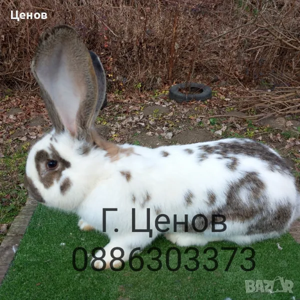 Продавам зайци великани, снимка 1