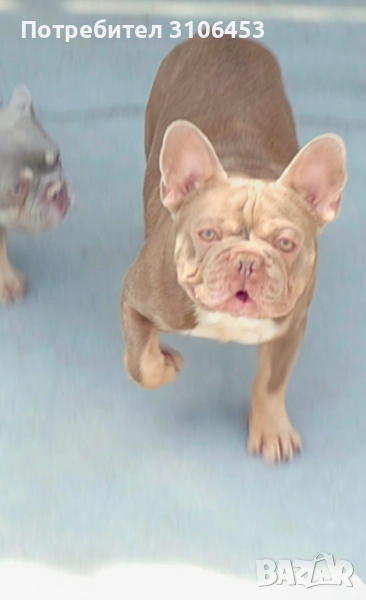  Френски булдог Изабела Разплод, снимка 1