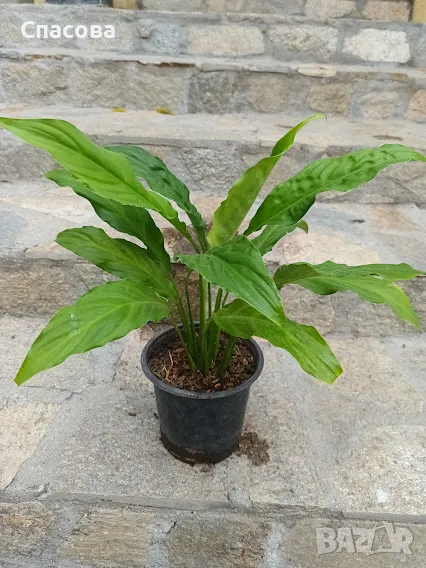 Стайно цвете - Спатифилум /Семейно щастие/, снимка 1