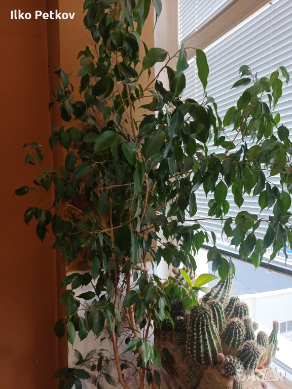 Бенджамин, снимка 1