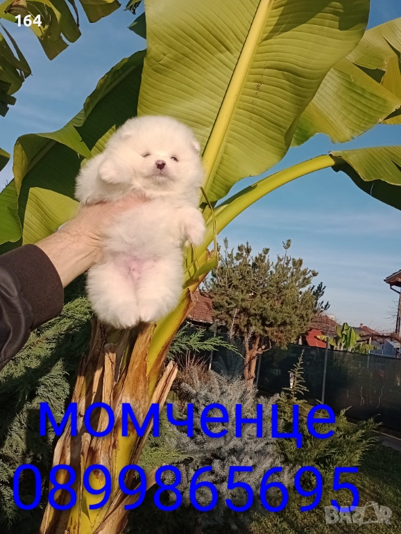 Померани. Реални снимки от 10.12.25 г. , снимка 1