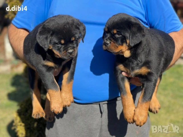 Ротвайлери , снимка 3 - Ротвайлер - 51151661