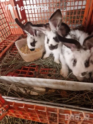 Продавам     зайци