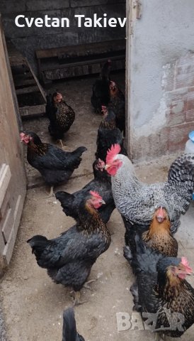 Супер Харко яйца 