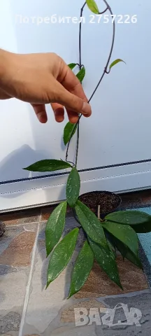 Hoya pubicalyx,Хоя пубикаликс, снимка 4 - Стайни растения - 56071191