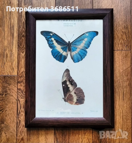 Винтидж принт на пеперуда в дървена рамка