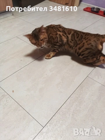 Котка, снимка 3 - За котки - 50569164