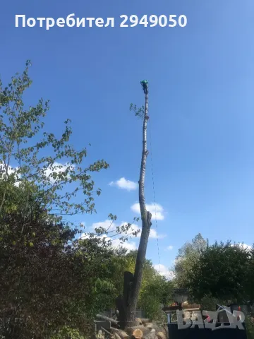 Премахване и кастрене на опасни дървета, снимка 2 - Други услуги - 49334998