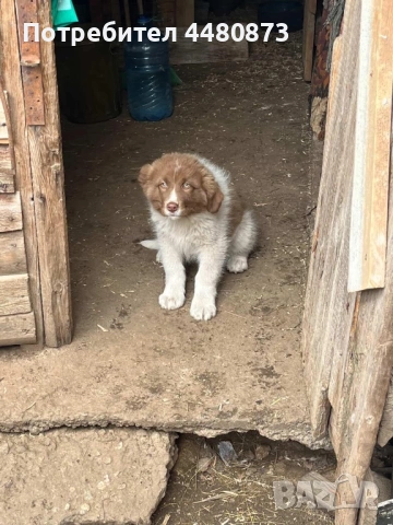 Българско овчарско куче