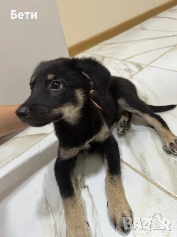 Подарявам Куче, снимка 1